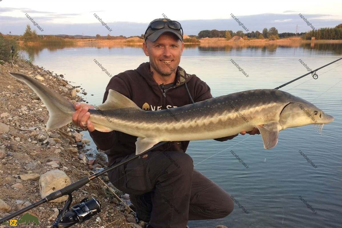 ماهی چالباش ماهی چالباش