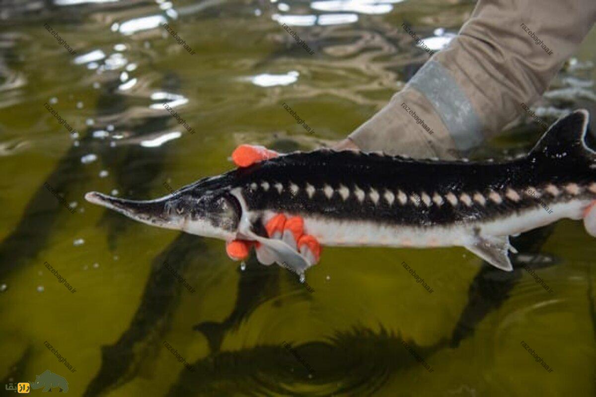 ماهی چالباش ماهی چالباش