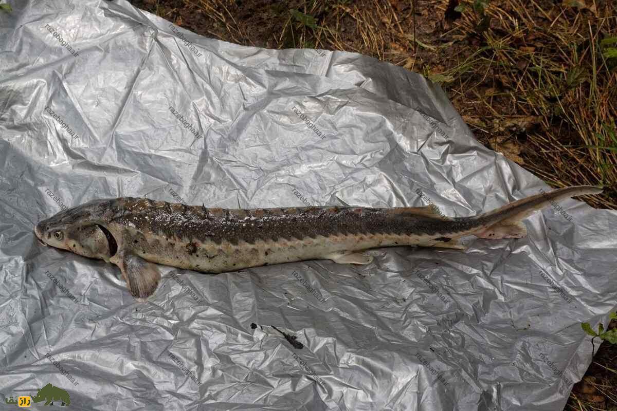 ماهی چالباش ماهی چالباش