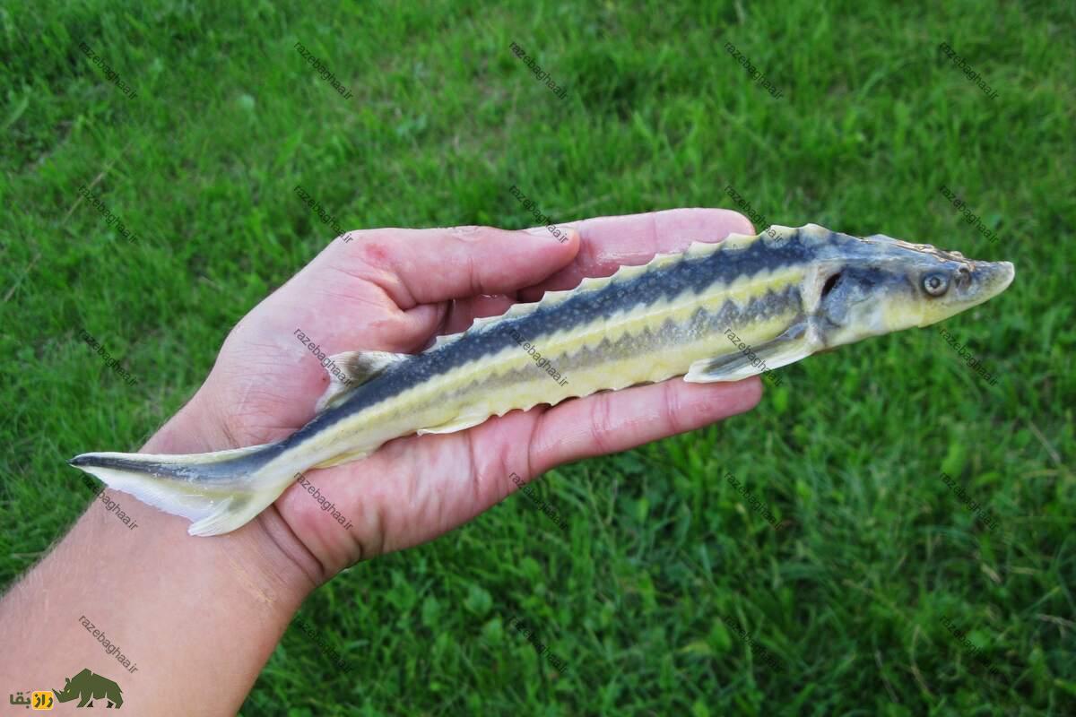 ماهی چالباش ماهی چالباش