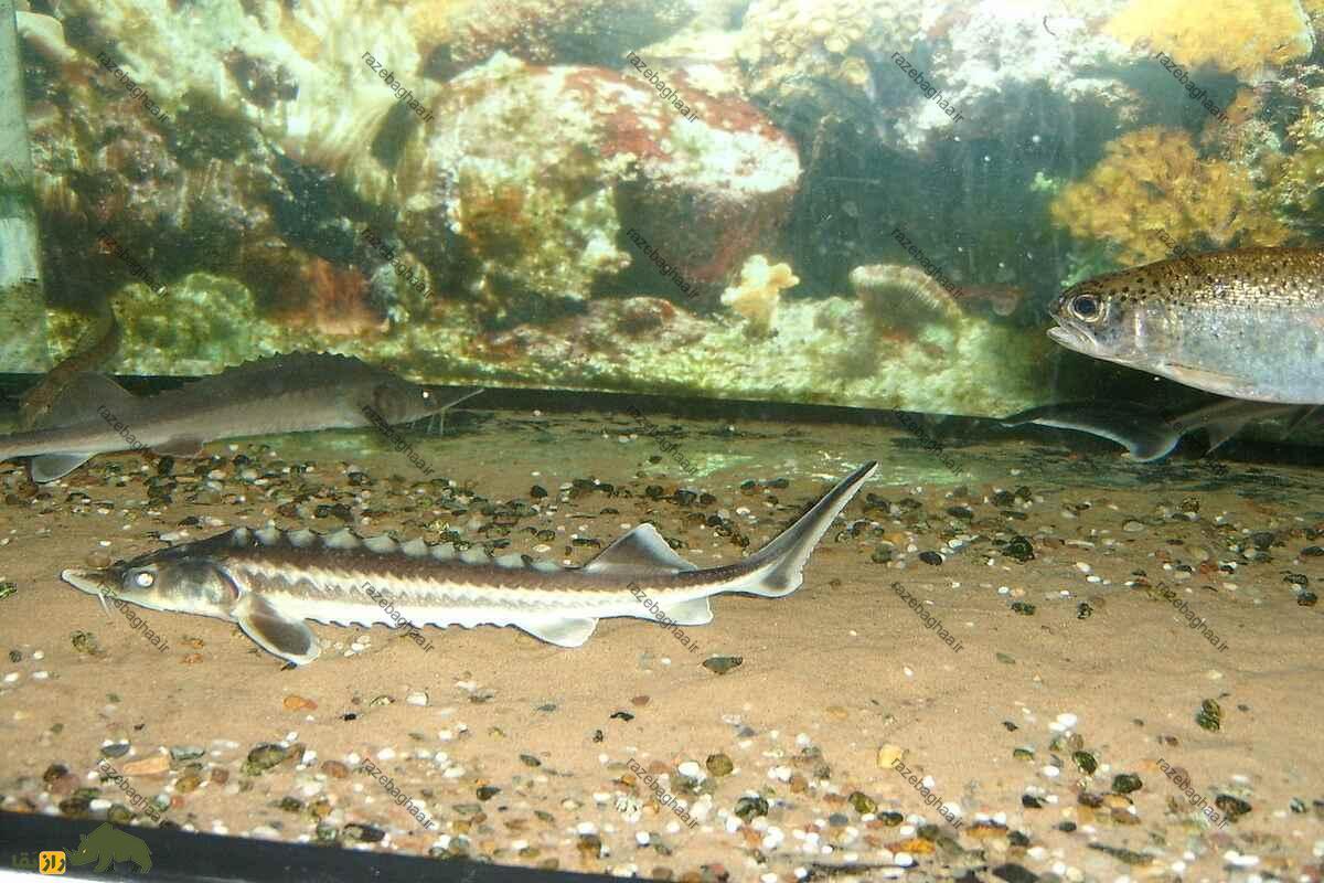 ماهی چالباش ماهی چالباش