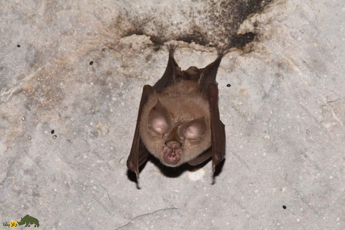 خفاش بینیبرگهای ایرانی؛ خفاشی مهاجر که بوی ایران است و دماغی شبیه به اژدها دارد خفاش بینیبرگهای ایرانی آویزان شده از سقف غار