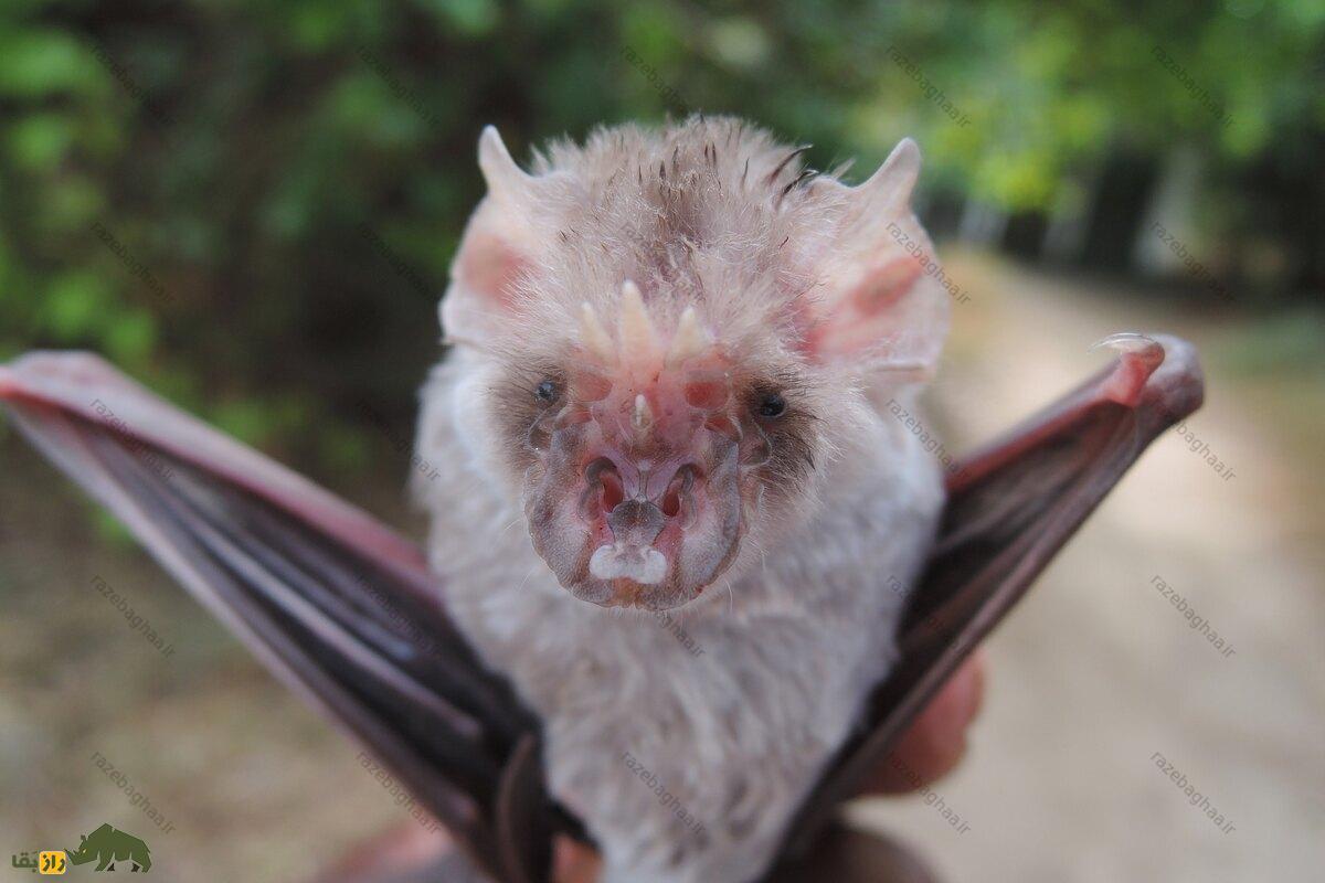 خفاش بینیبرگهای ایرانی؛ خفاشی مهاجر که بوی ایران است و دماغی شبیه به اژدها دارد خفاش بینیبرگهای ایرانی خاکستری در دست یک انسان