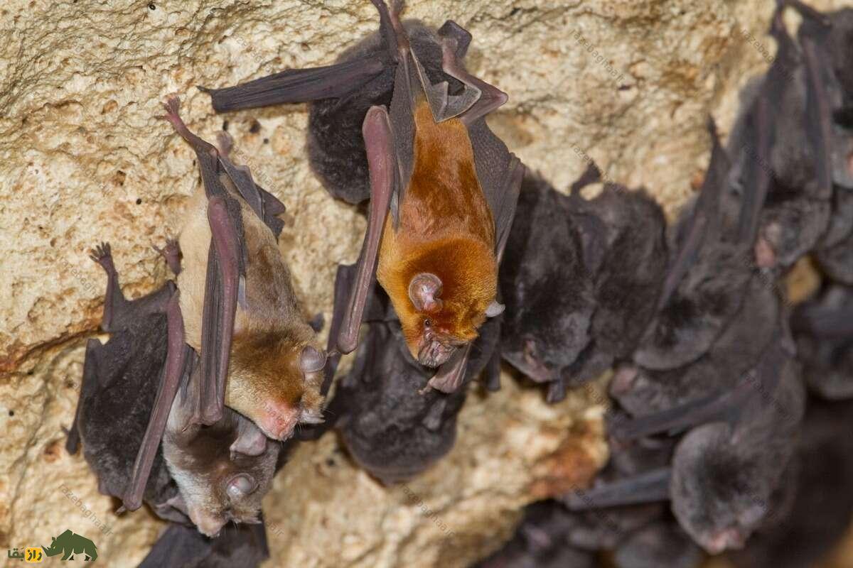 خفاش بینیبرگهای ایرانی؛ خفاشی مهاجر که بوی ایران است و دماغی شبیه به اژدها دارد خفاش بینیبرگهای ایرانی به صورت گروهی آویزان شده از سقف غار