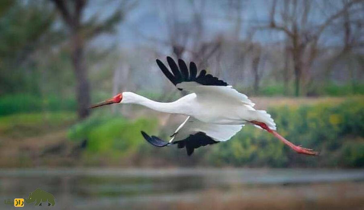 «الن ووسالو» مادر درنای سیبری درگذشت