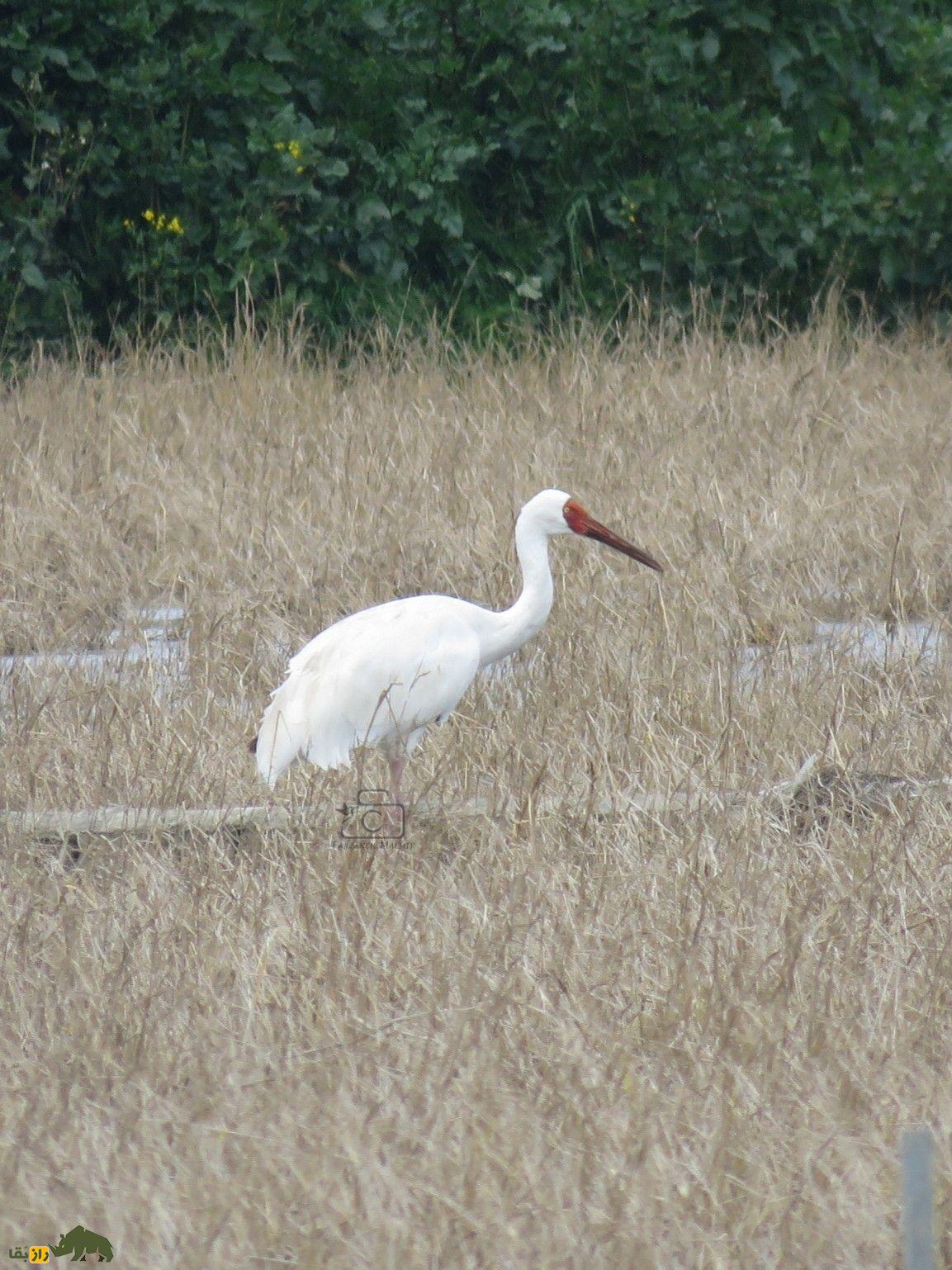 «الن ووسالو» مادر درنای سیبری درگذشت «الن ووسالو» مادر درنای سیبری درگذشت