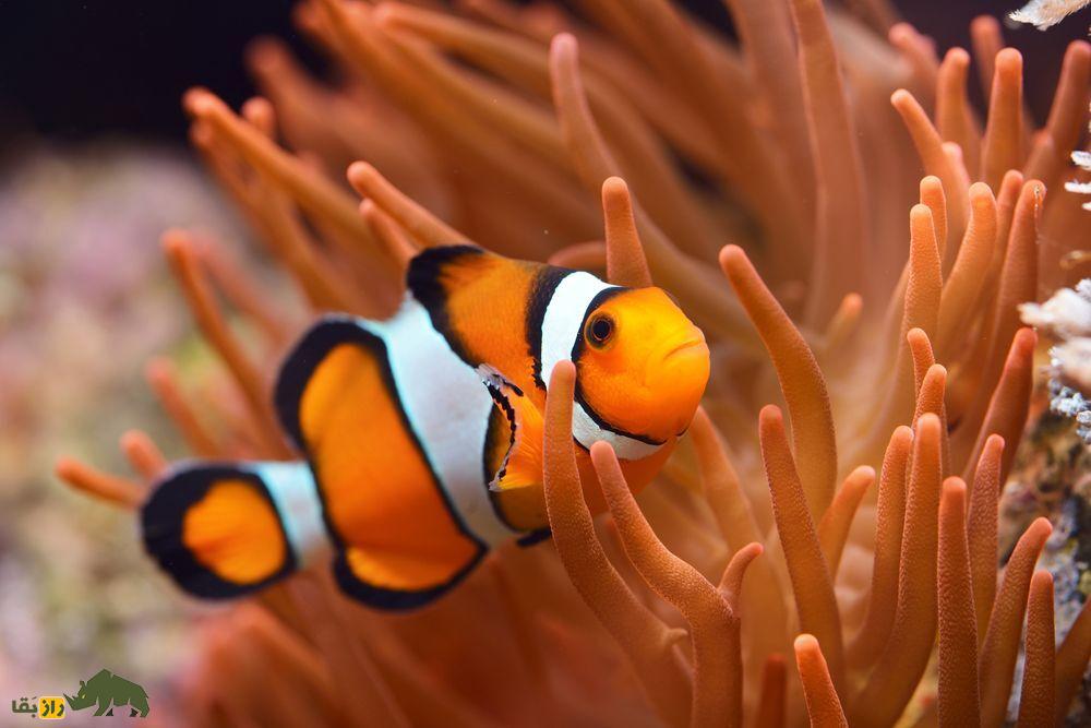 در جستجوی نمو؛ دلقک ماهی عجیبی که هم نر است هم ماده و با پدرش جفتگیری میکند! در جستجوی نمو؛ دلقک ماهی عجیبی که هم نر است هم ماده و با پدرش جفتگیری میکند!