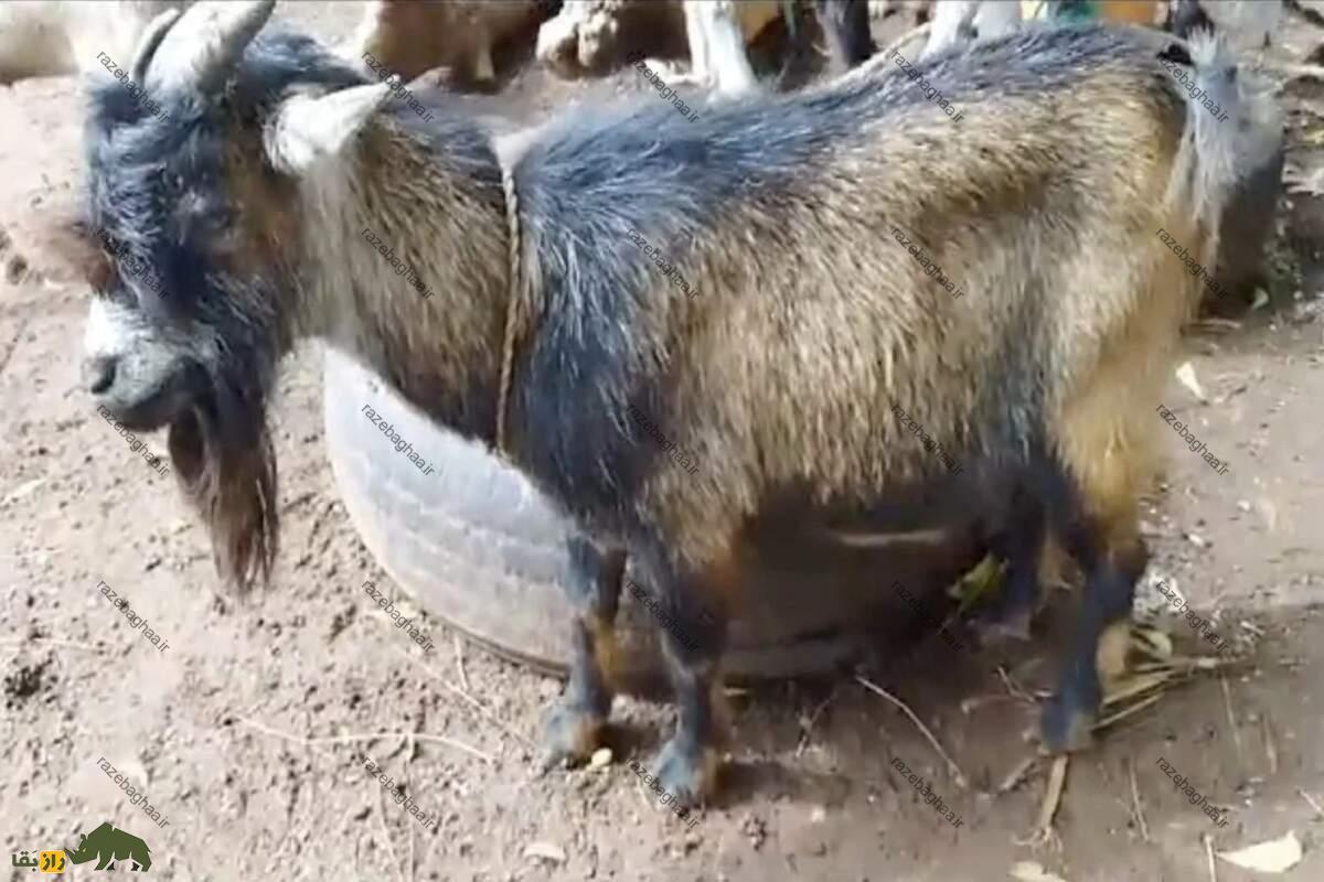 بز نر یا پازن (دوبر) چیست و چه کاربردی دارد؟ بز نر یا پازن (دوبر) چیست و چه کاربردی دارد؟