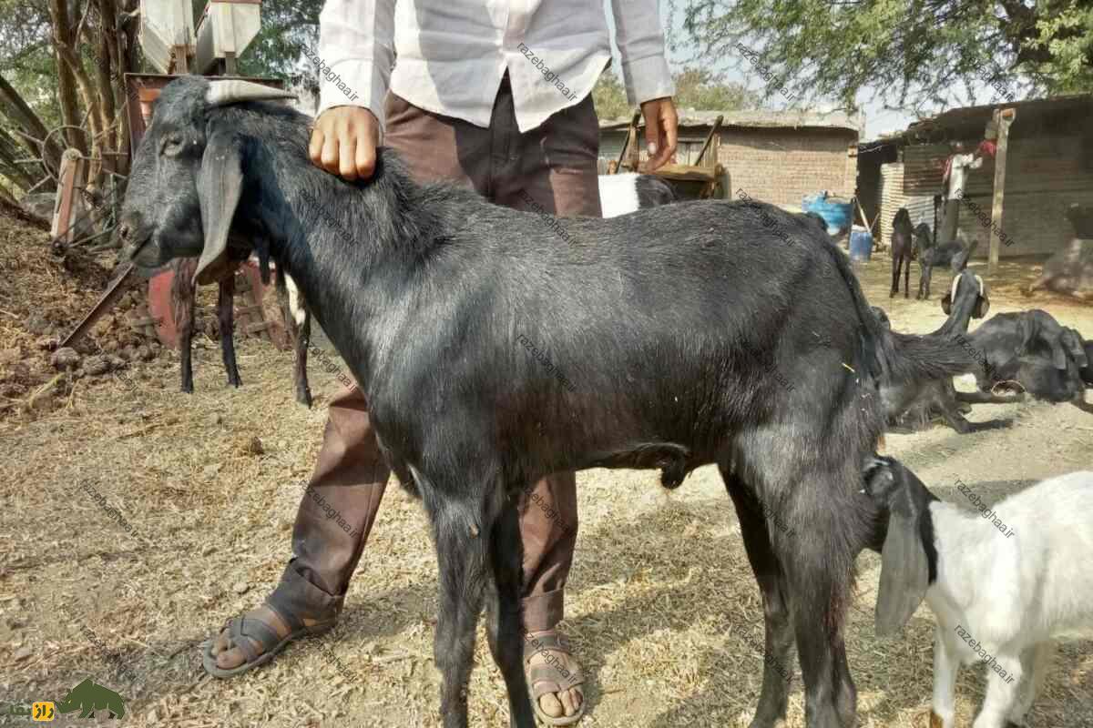 بز نر یا پازن (دوبر) چیست و چه کاربردی دارد؟ بز نر یا پازن (دوبر) چیست و چه کاربردی دارد؟