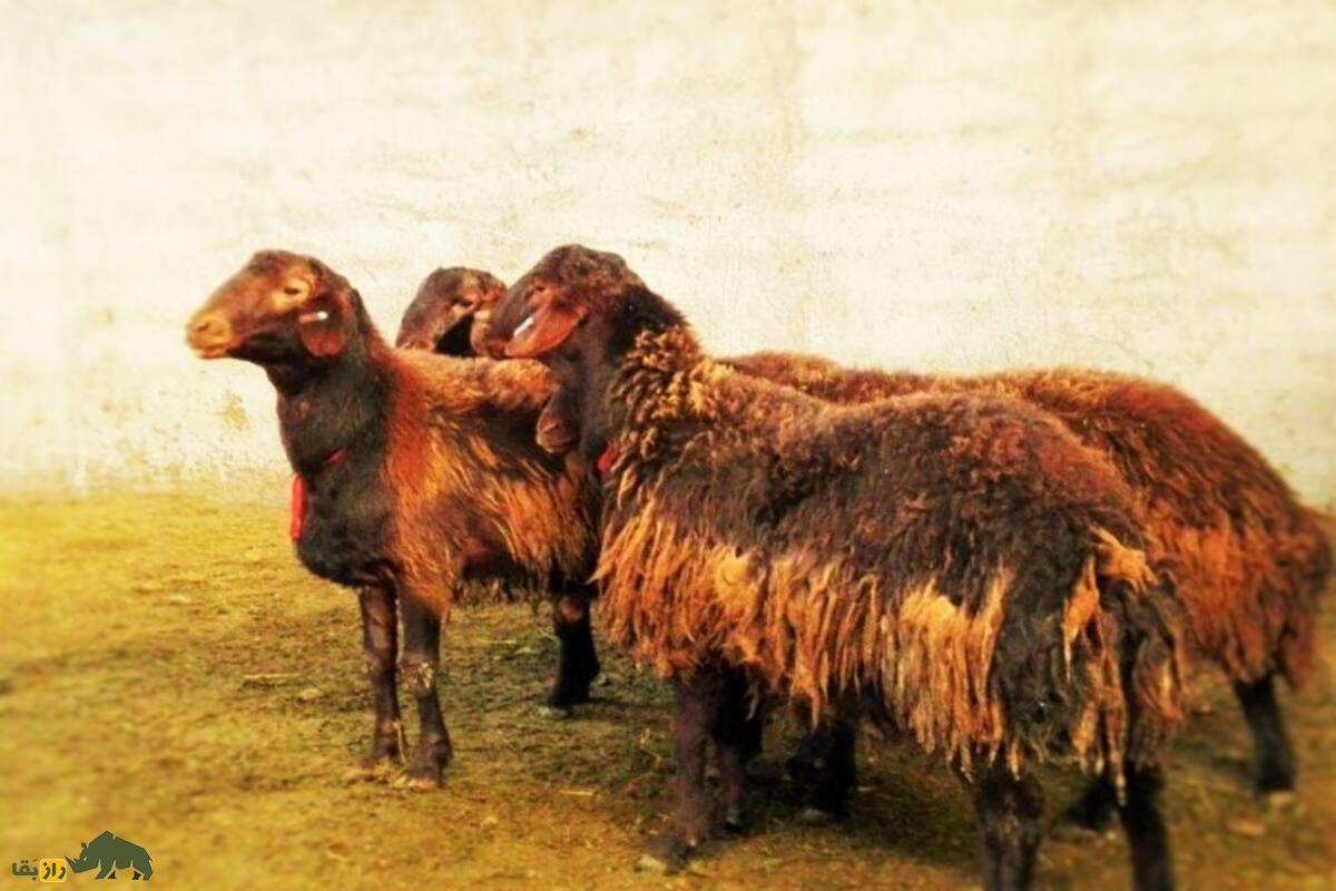 تفاوتهای قوچ با گوسفند یا میش تفاوتهای قوچ با گوسفند یا میش
