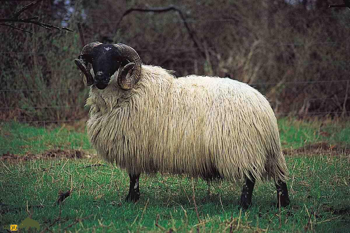 تفاوتهای قوچ با گوسفند یا میش تفاوتهای قوچ با گوسفند یا میش