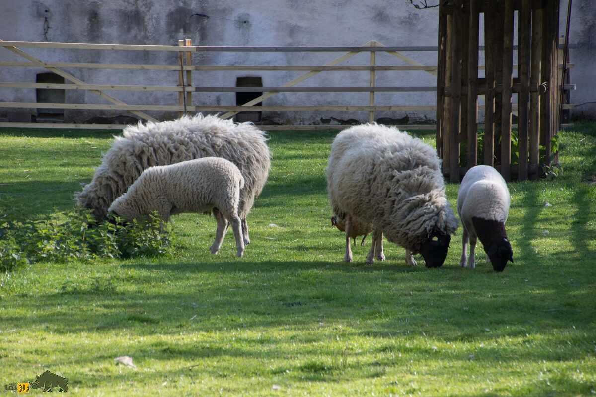 تفاوتهای قوچ با گوسفند یا میش تفاوتهای قوچ با گوسفند یا میش