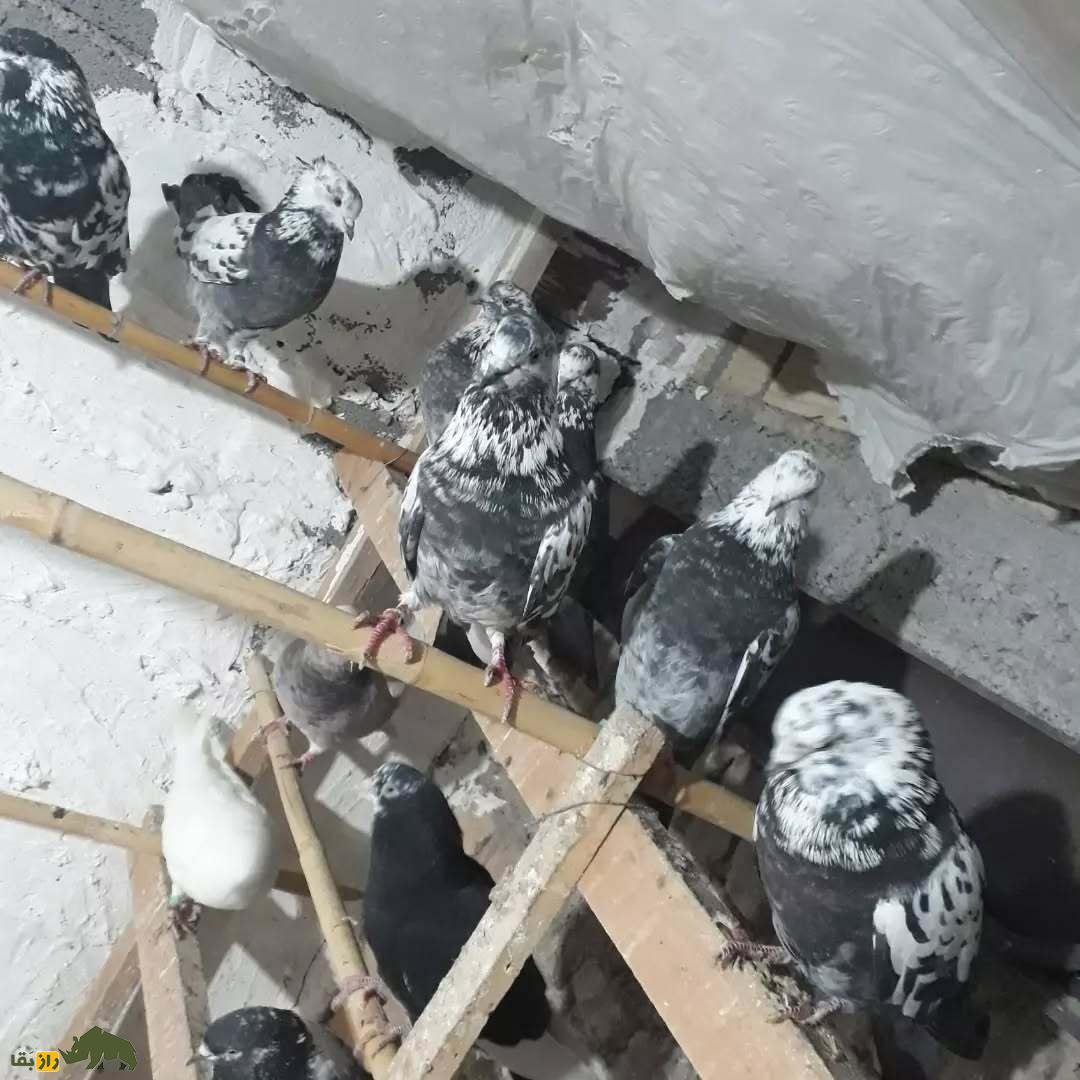 کبوتر سوسکی؛ کبوتری رنگارنگ که استاد پروازهای طولانیست و از کرمانشاه، آسمان ایران را تسخیر کرد کبوتر سوسکی؛ کبوتری رنگارنگ که استاد پروازهای طولانیست و از کرمانشاه، آسمان ایران را تسخیر کرد