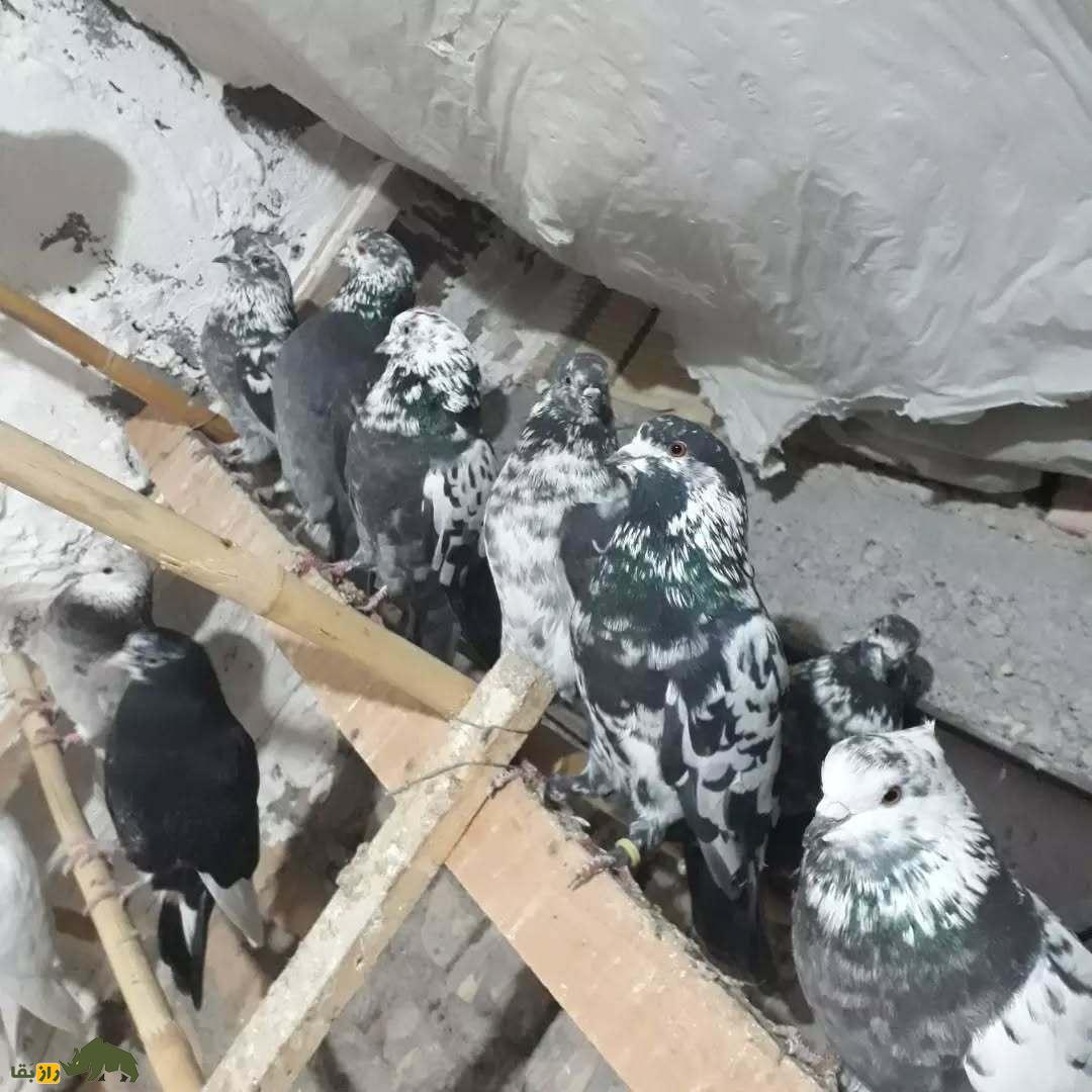 کبوتر سوسکی؛ تلفیقی از زیبایی، قدرت، تنوع و میراث شگفتانگیز آسمانهای ایران کبوتر سوسکی؛ تلفیقی از زیبایی، قدرت، تنوع و میراث شگفتانگیز آسمانهای ایران