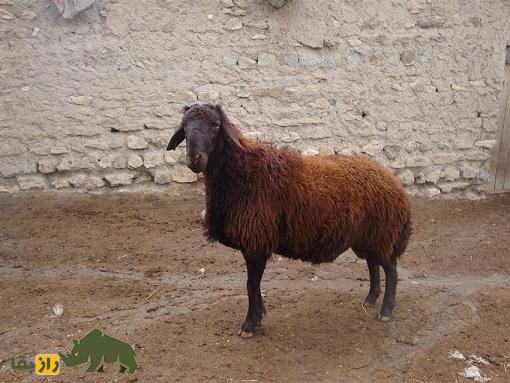 (ویدئو) پختن کلهپاچه و سیرابی میش توسط زن یزدی به شیوه قدیمیها میش
