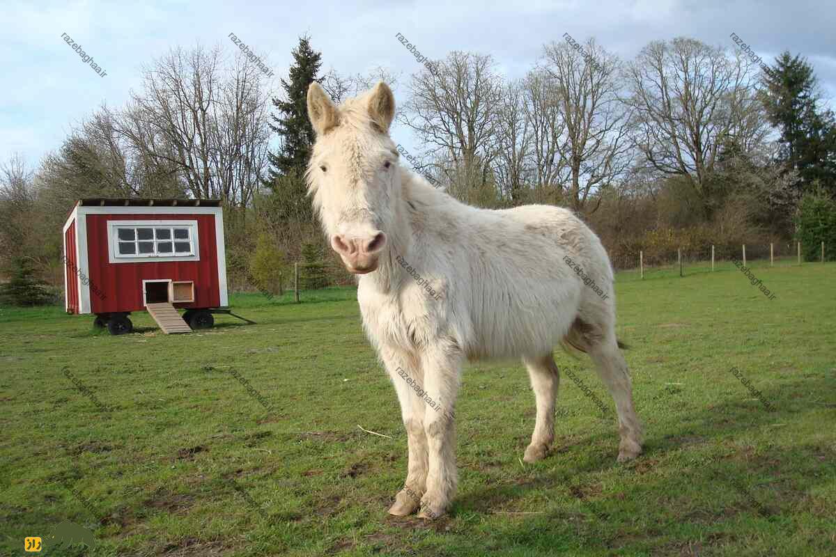 یابو یا خر پوزگی یابو یا خر پوزگی