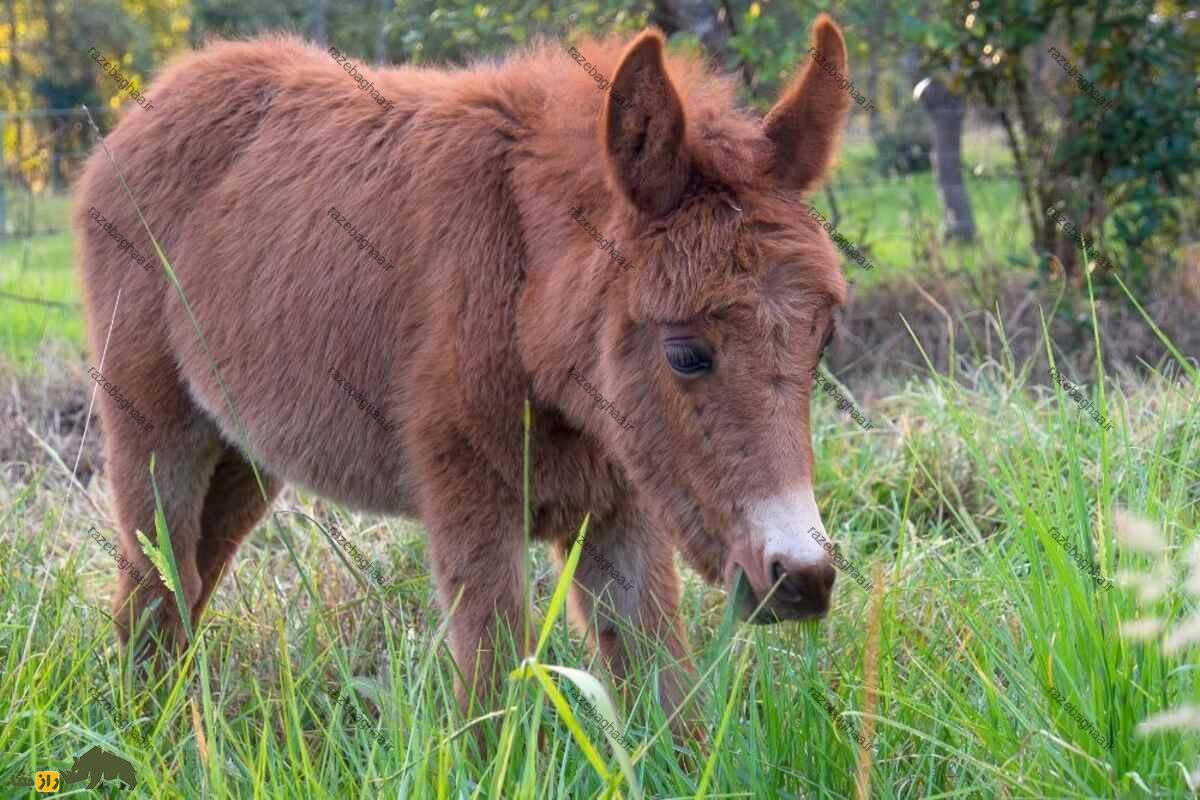 یابو یا خر پوزگی یابو یا خر پوزگی