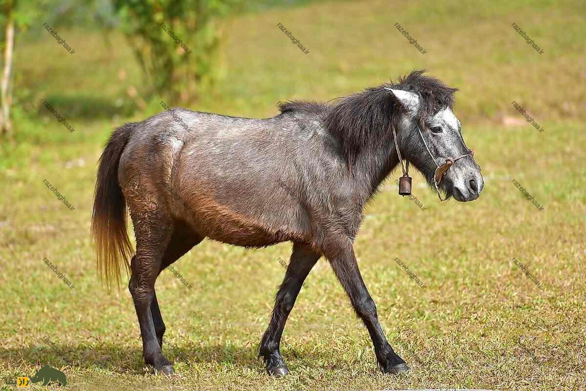 یابو یا خر پوزگی یابو یا خر پوزگی
