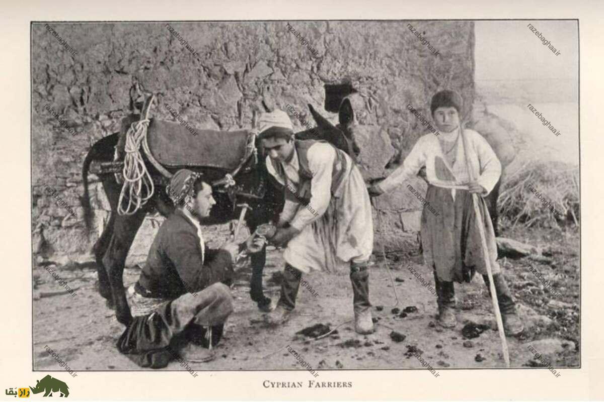 واردات خرهای قبرسی به ایران در زمان مصدق واردات خرهای قبرسی به ایران در زمان مصدق