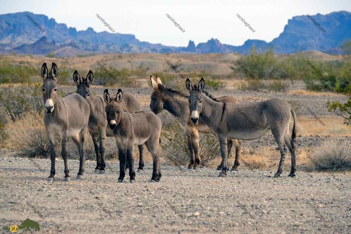 واردات خرهای قبرسی به ایران در زمان مصدق واردات خرهای قبرسی به ایران در زمان مصدق