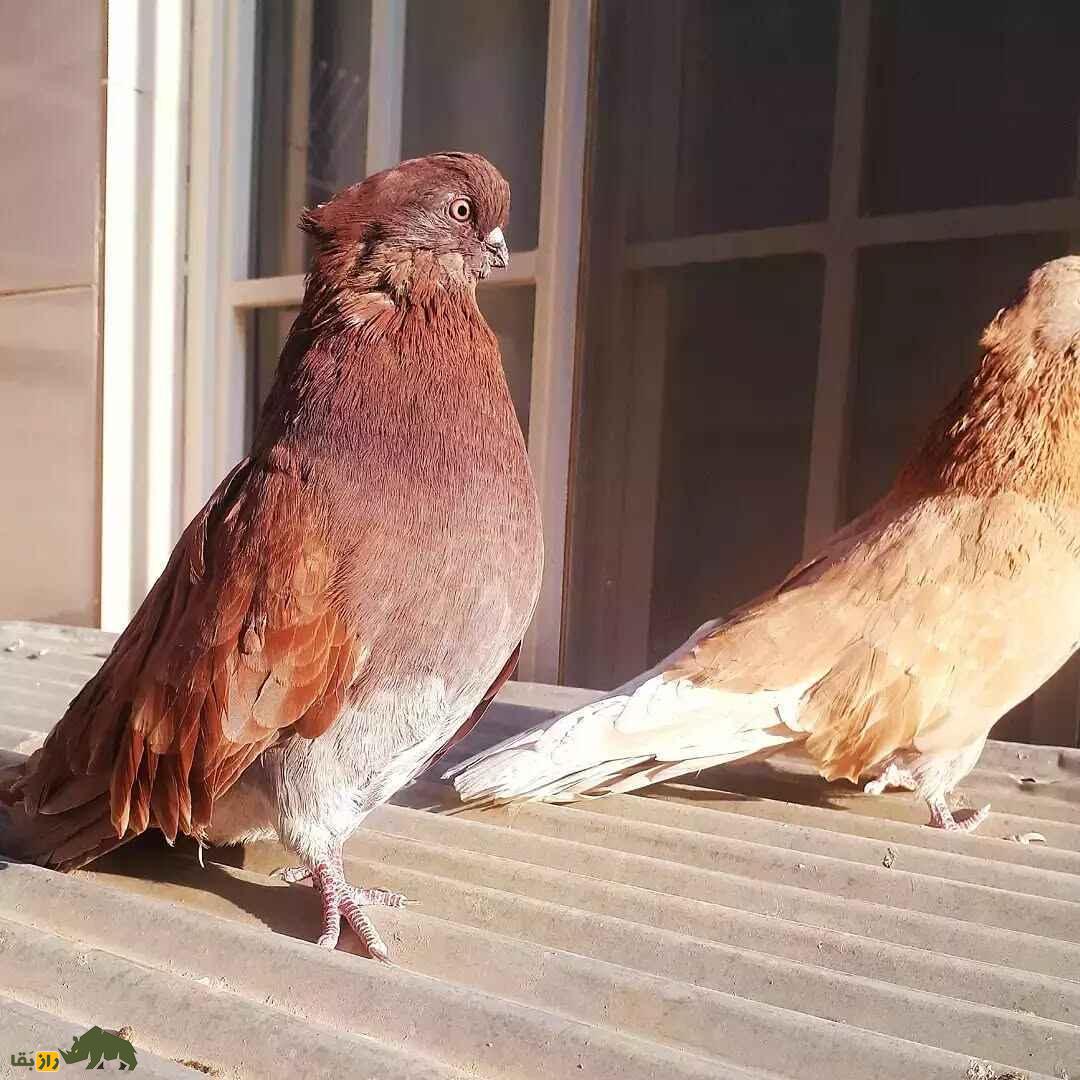 کبوتر سرور؛ راز شگفتانگیز دنیای کبوترها؛ تولید «سرور خوشرنگ» سختترین چالش کبوتربازان کبوتر سرور؛ راز شگفتانگیز دنیای کبوترها؛ تولید «سرور خوشرنگ» سختترین چالش کبوتربازان
