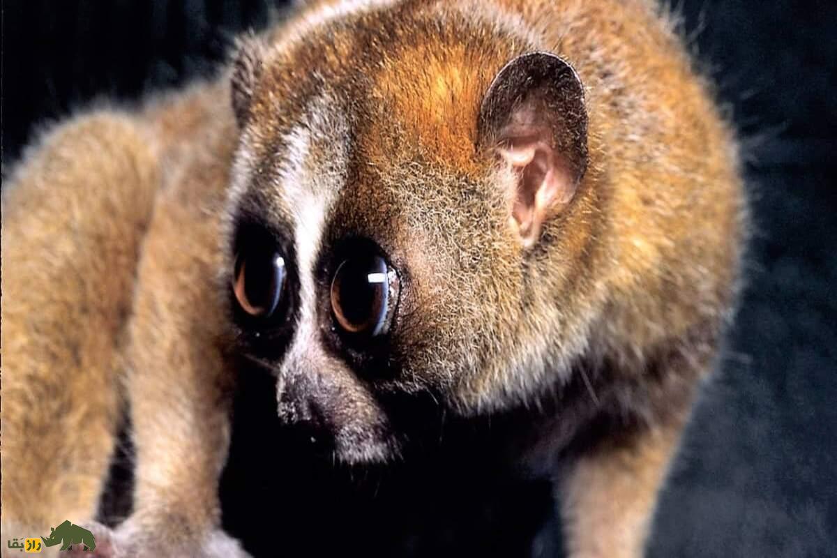 تنبل چشم گرد: یکی از خطرناک‌ترین پستانداران جهان