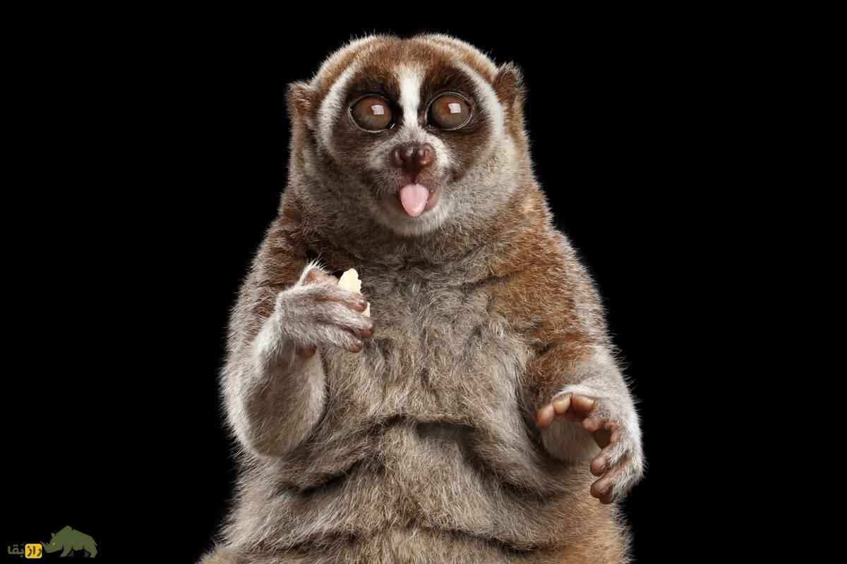 تنبل چشم گرد: یکی از خطرناک‌ترین پستانداران جهان