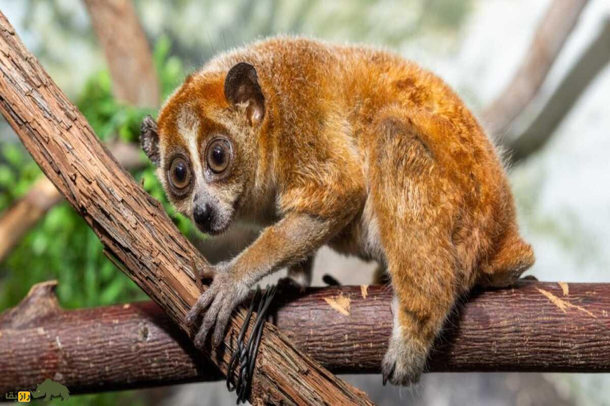 تنبل چشم گرد: یکی از خطرناک‌ترین پستانداران جهان