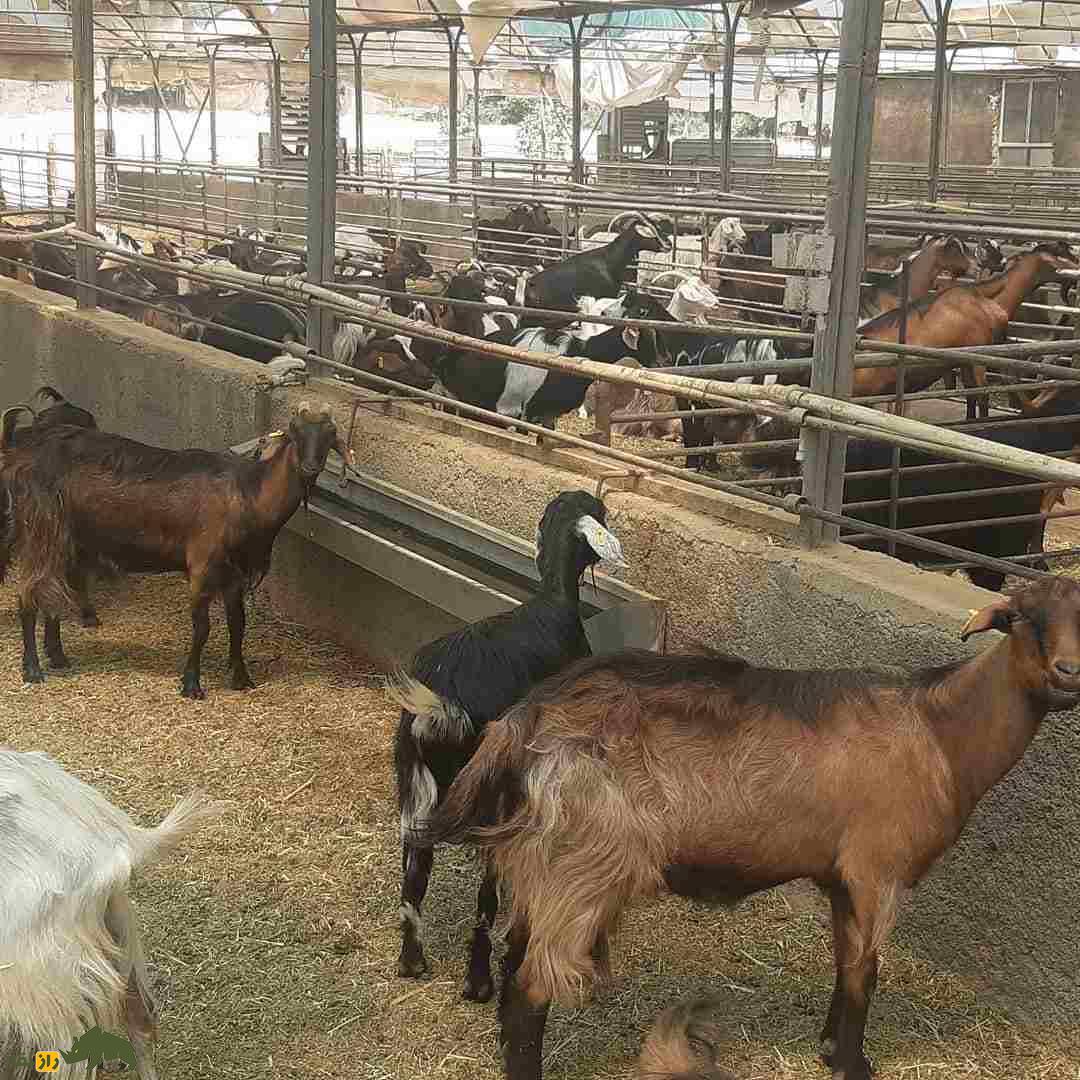 بز مهابادی؛ نگین سردسیر ایران و سلطان کوههای زاگرس که هم شیر باکیفیت و هم گوشت خوشمزه میدهد تعداد زیادی بز مهابادی با رنگهای مختلف در یک آخور