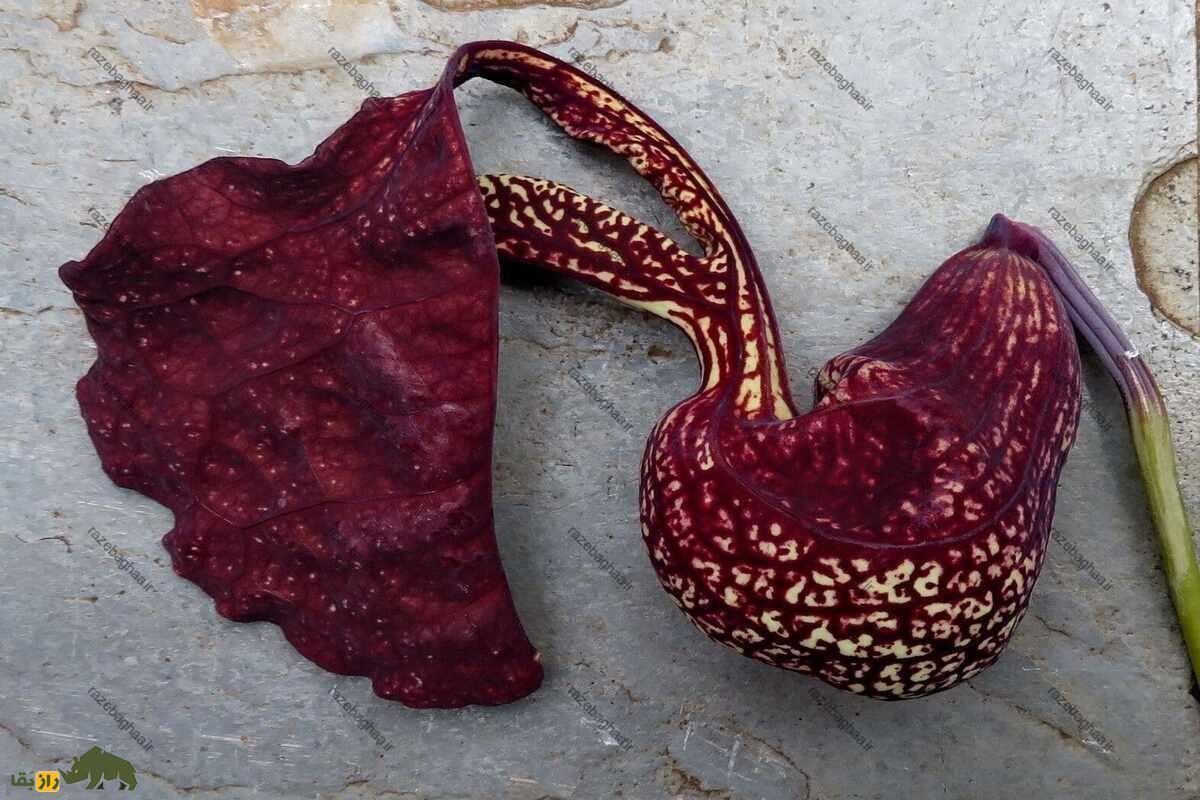گل پیپ هلندی؛ گیاهی که باعث تسهیل زایمان در خانمها و سرطان مثانه در آقایان میشود! گل پیپ هلندی؛ گیاهی که باعث تسهیل زایمان در خانمها و سرطان مثانه در آقایان میشود!