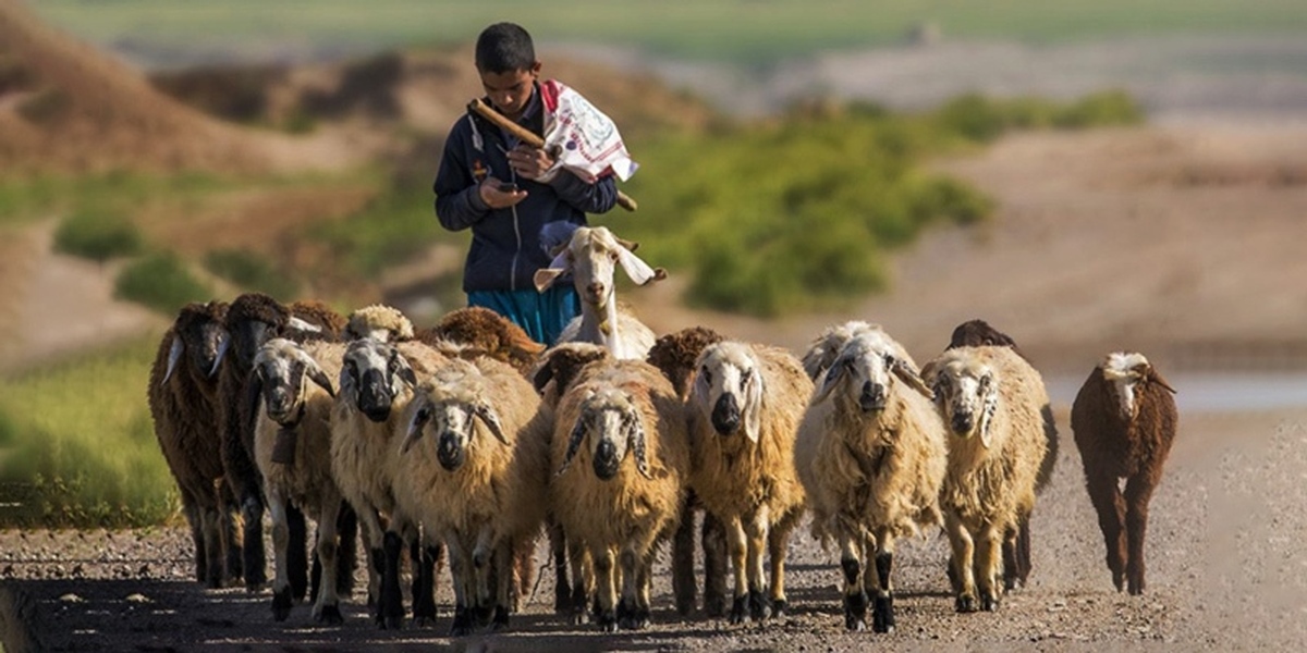 گوسفند کلکوهی؛ گوسفند مناطق محروم ایران که استاد زندگی در بیابان است و پشم و گوشت خوبی دارد!