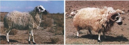 گوسفند کلکوهی؛ گوسفند مقاوم ایرانی و چند منظوره که استاد زندگی در بیابان است گوسفند کلکوهی؛ گوسفند مقاوم ایرانی و چند منظوره که استاد زندگی در بیابان است