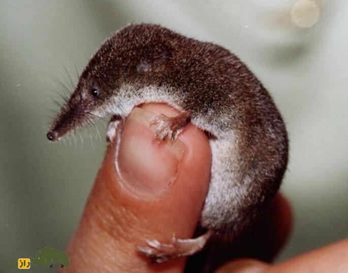 (تصاویر) حشرهخوار کوتوله؛ کوچکترین پستاندار جهان در لرستان مشاهده شد (تصاویر) حشرهخوار کوتوله؛ کوچکترین پستاندار جهان در لرستان مشاهده شد