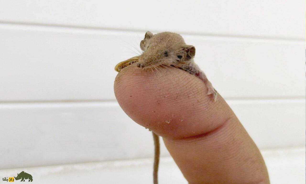 (تصاویر) حشرهخوار کوتوله؛ کوچکترین پستاندار جهان در لرستان مشاهده شد (تصاویر) حشرهخوار کوتوله؛ کوچکترین پستاندار جهان در لرستان مشاهده شد