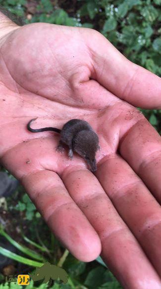 (تصاویر) حشرهخوار کوتوله؛ کوچکترین پستاندار جهان در لرستان مشاهده شد (تصاویر) حشرهخوار کوتوله؛ کوچکترین پستاندار جهان در لرستان مشاهده شد