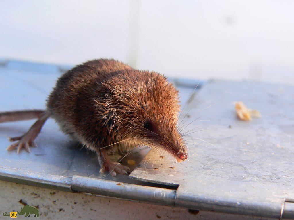 (تصاویر) حشرهخوار کوتوله؛ کوچکترین پستاندار جهان در لرستان مشاهده شد (تصاویر) حشرهخوار کوتوله؛ کوچکترین پستاندار جهان در لرستان مشاهده شد