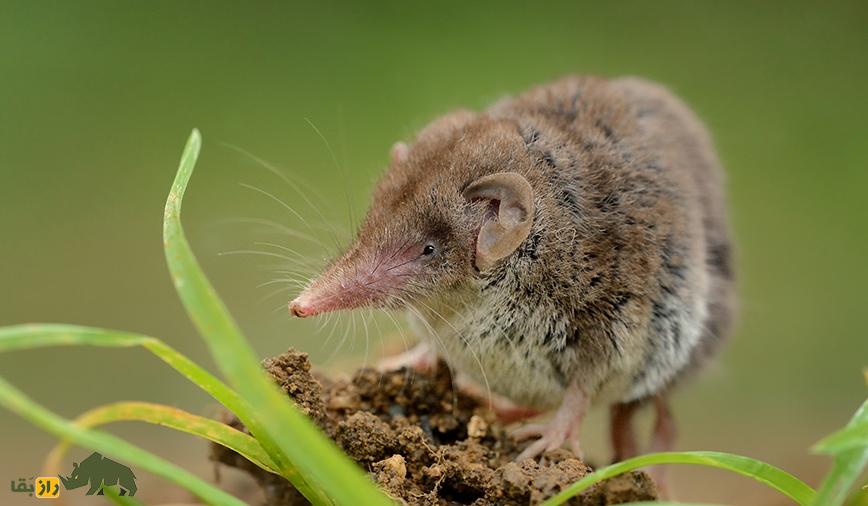 (تصاویر) حشرهخوار کوتوله؛ کوچکترین پستاندار جهان در لرستان مشاهده شد (تصاویر) حشرهخوار کوتوله؛ کوچکترین پستاندار جهان در لرستان مشاهده شد