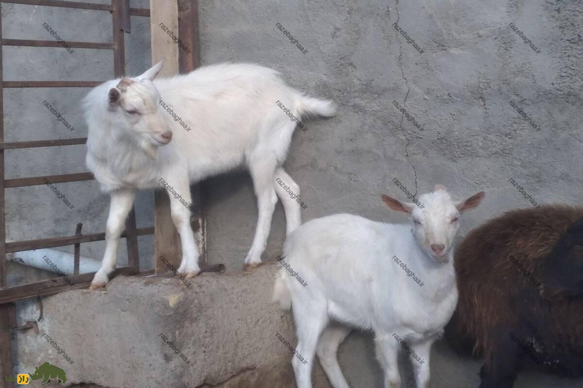 کَهره کَهره