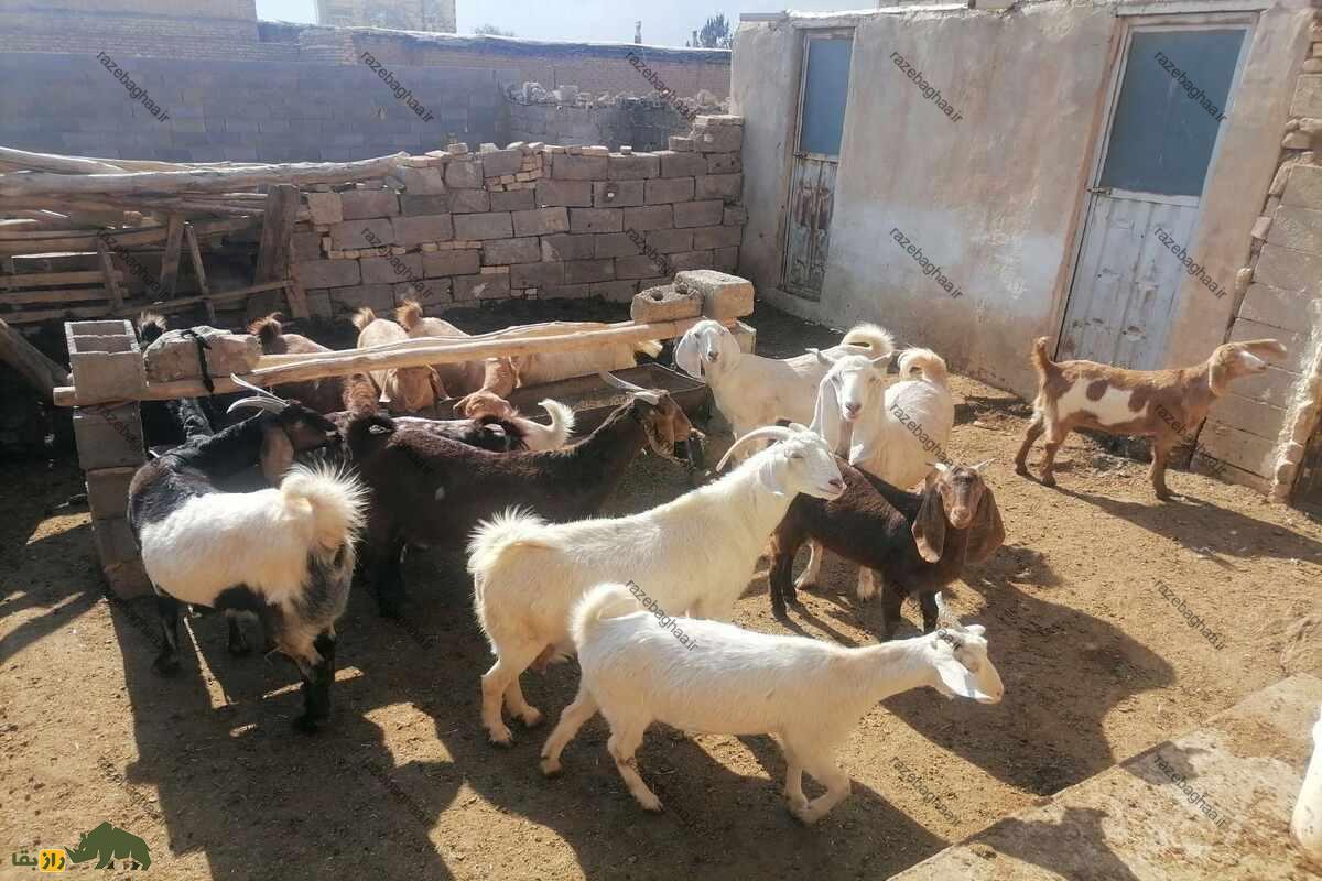 کَهره کَهره