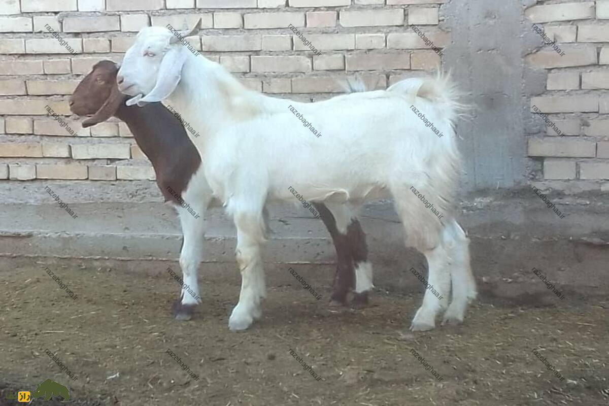 کَهره کَهره