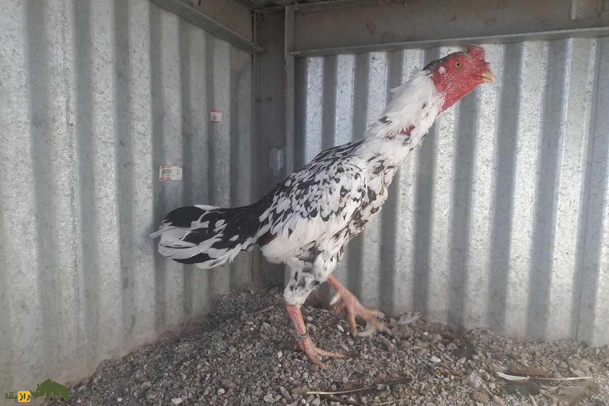 خروس یاکیدو؛ خروس جنگی معروف به «جنگجوی ژاپن» که قویترین پای جهان را دارد خروس یاکیدو؛ خروس جنگی معروف به «جنگجوی ژاپن» که قویترین پای جهان را دارد