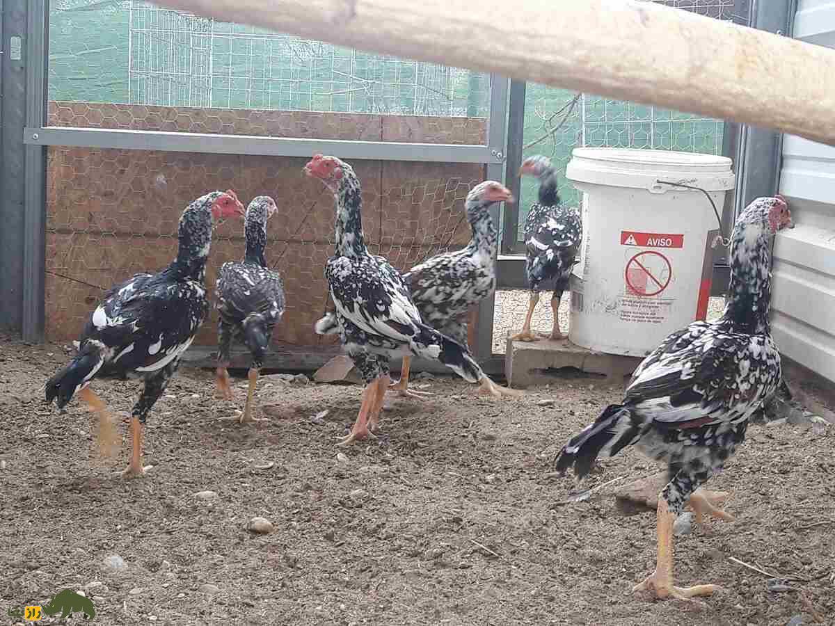 خروس یاکیدو؛ خروس معروف به «جنگجوی ژاپن» که قویترین پای جهان را دارد خروس یاکیدو؛ خروس معروف به «جنگجوی ژاپن» که قویترین پای جهان را دارد