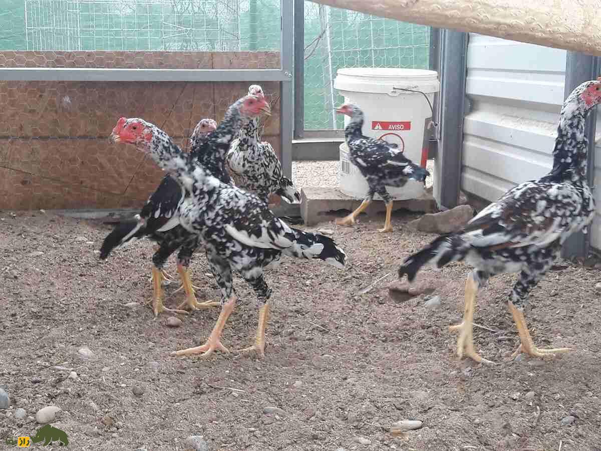 خروس یاکیدو؛ خروس معروف به «جنگجوی ژاپن» که قویترین پای جهان را دارد خروس یاکیدو؛ خروس معروف به «جنگجوی ژاپن» که قویترین پای جهان را دارد