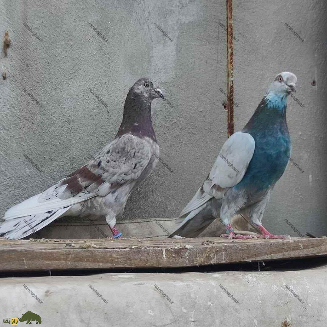 کبوتر پیس مسجدی؛ یک کبوتر باستانی که نماد آرامش و خوشرنگترین کبوتر آسمانهای ایران است دو کبوتر از نژاد پیس مسجدی
