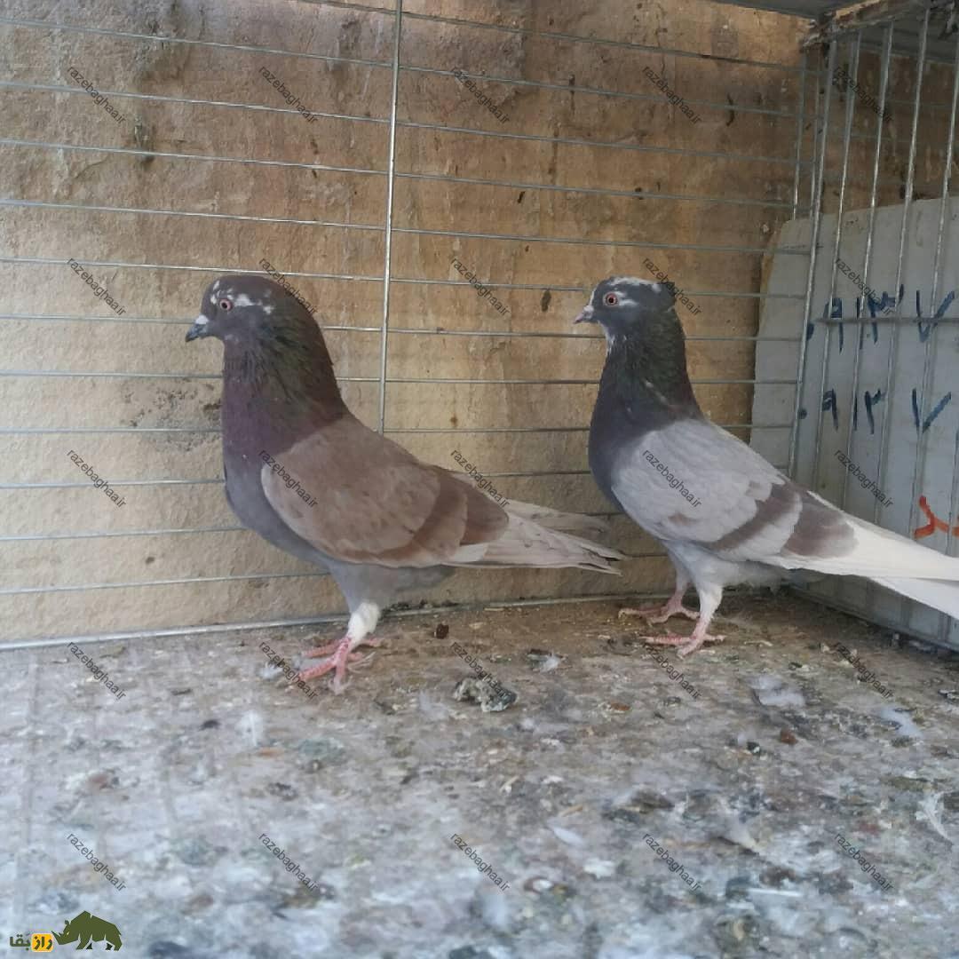 کبوتر پیس مسجدی؛ یک کبوتر باستانی که نماد آرامش و خوشرنگترین کبوتر آسمانهای ایران است کبوتر پیس مسجدی؛ یک کبوتر باستانی که نماد آرامش و خوشرنگترین کبوتر آسمانهای ایران است