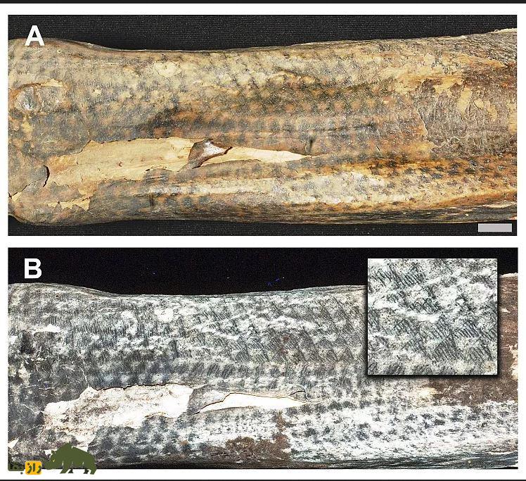 راز تتوهای بسیار پیشرفته؛ انسانها ۱۰۰۰ سال پیش با چه ابزاری خالکوبی میکردند؟ راز تتوهای بسیار پیشرفته؛ انسانها ۱۰۰۰ سال پیش با چه ابزاری خالکوبی میکردند؟