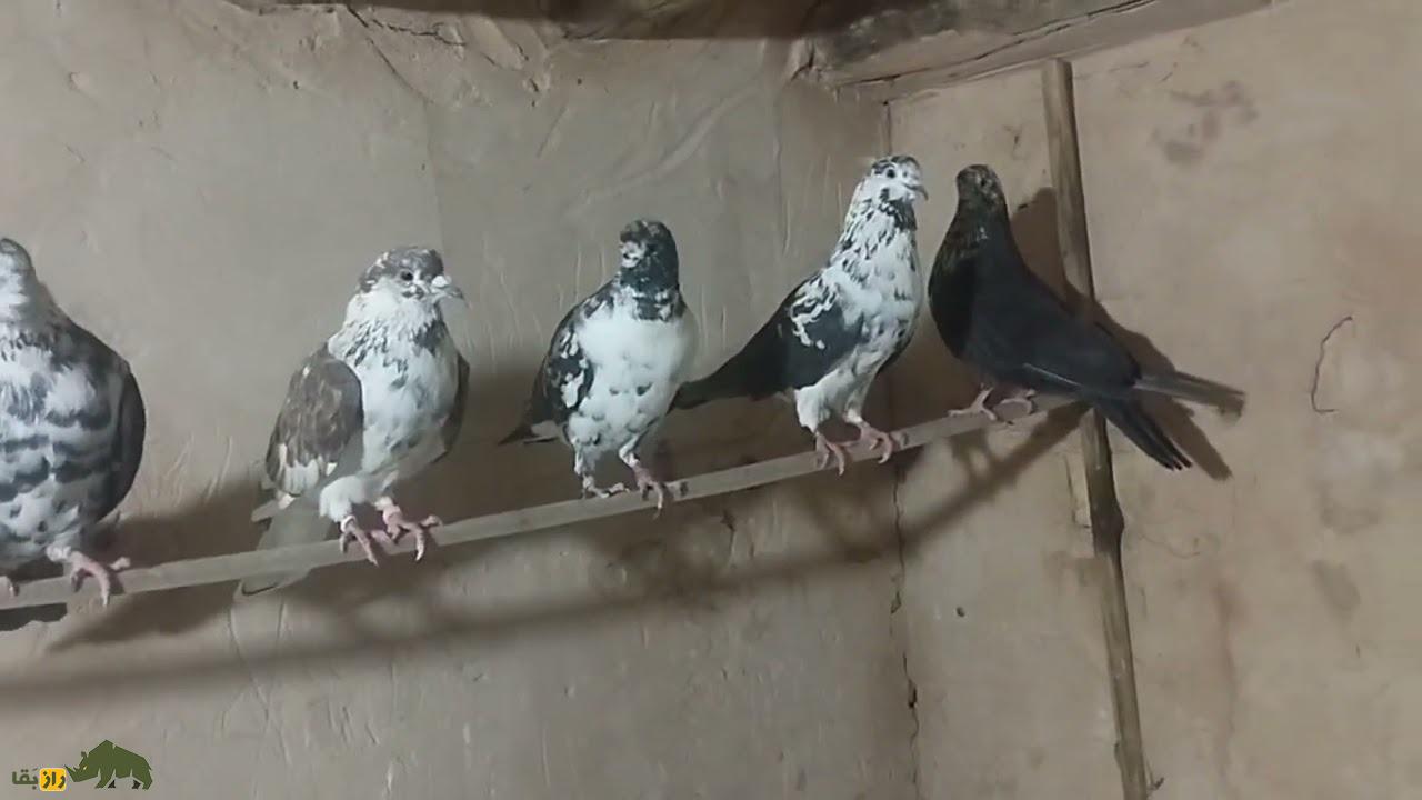 کبوتر قاره؛ الماس قم و کاشان که آسمان تهران را سیاه کرد کبوتر قاره؛ الماس قم و کاشان که آسمان تهران را سیاه کرد