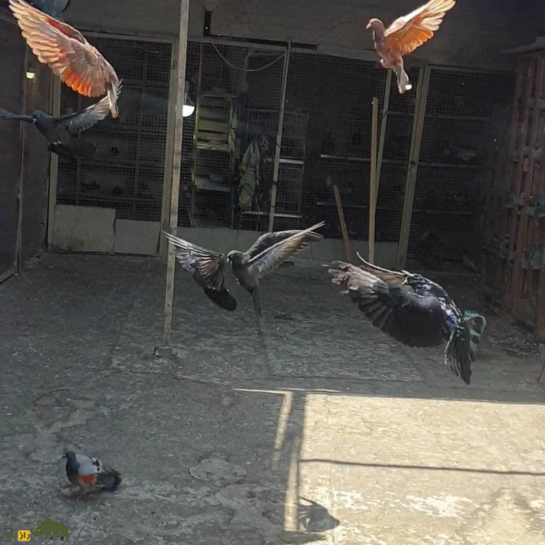 کبوتر جهنمی؛ کبوتر اصیل ایرانی که نماد جهنم است کبوتر جهنمی؛ کبوتر اصیل ایرانی که نماد جهنم است