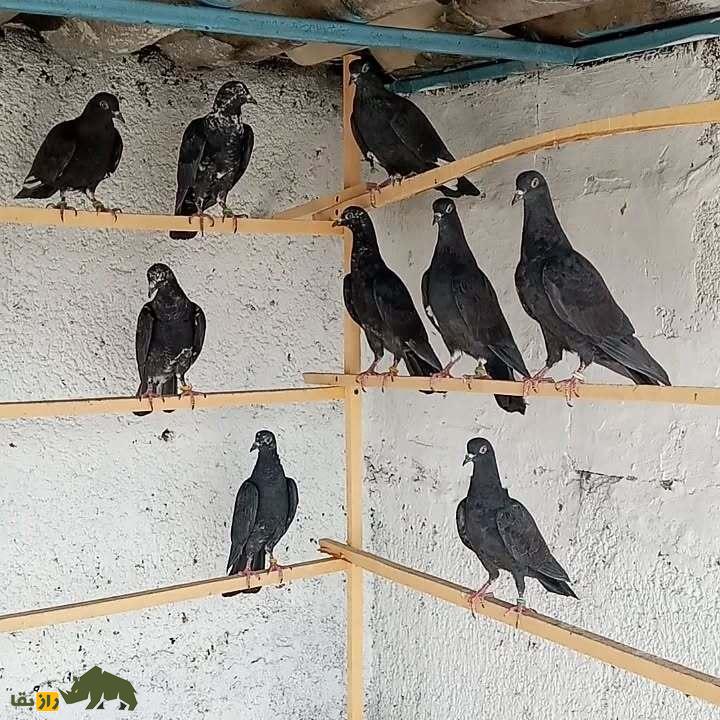 کبوتر جهنمی؛ کبوتر اصیل ایرانی که نماد جهنم است کبوتر جهنمی؛ کبوتر اصیل ایرانی که نماد جهنم است