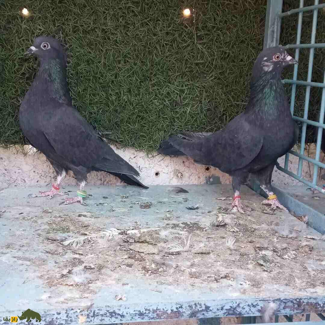 کبوتر جهنمی؛ کبوتر اصیل ایرانی که نماد جهنم است کبوتر جهنمی؛ کبوتر اصیل ایرانی که نماد جهنم است
